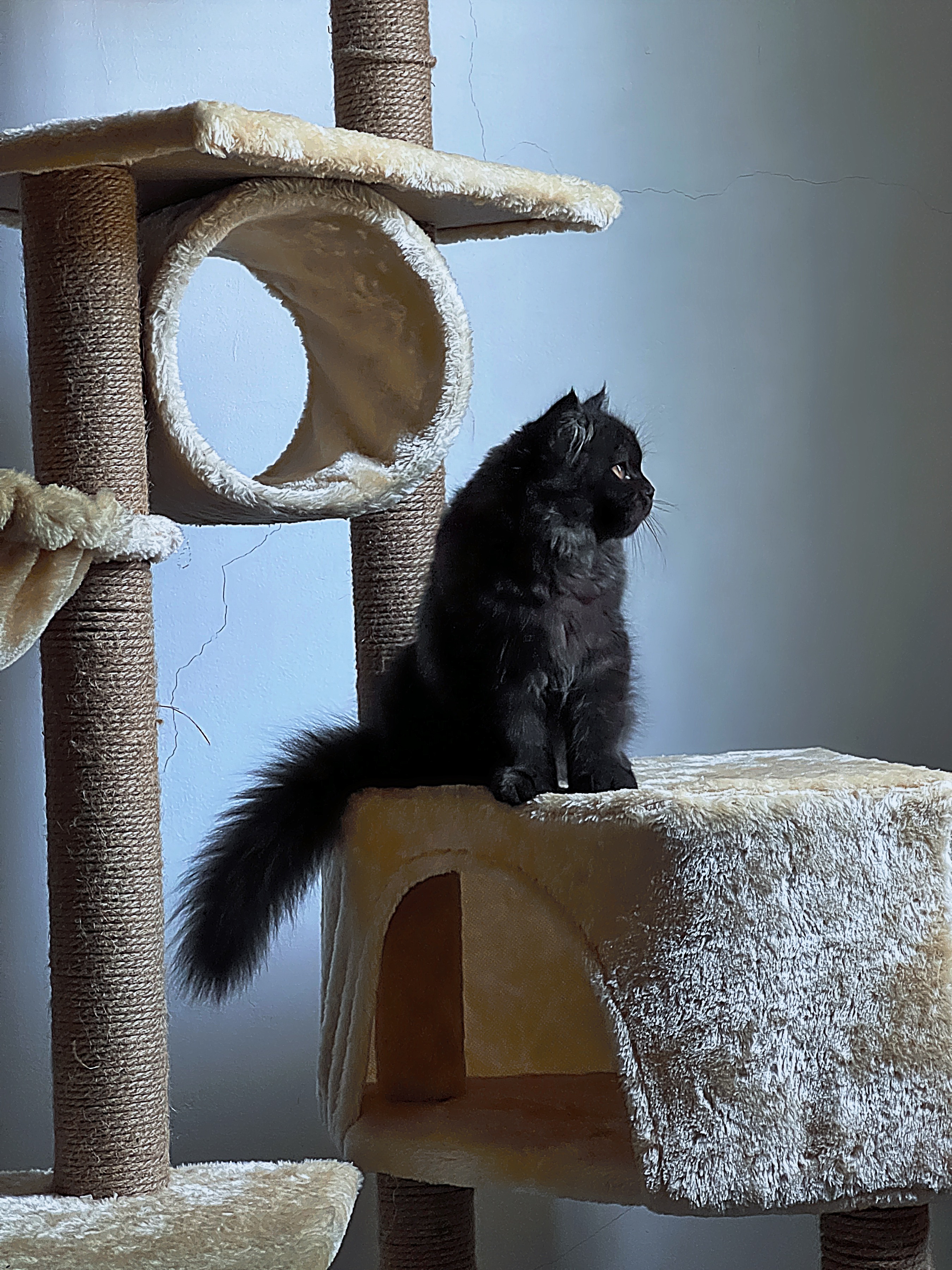 Black cats, black cats lucky, black cats gorgeous, cat condo, cat tower, cat play house, black cats beautiful, black cat pet, pet black cat, lucky black cat