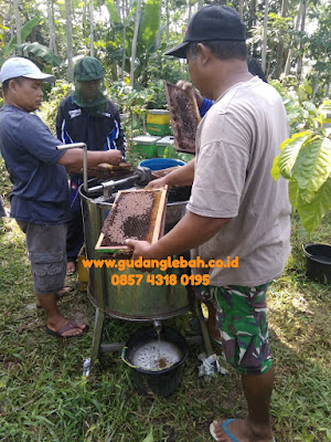 madu asli, madu curah, madu curah jakarta, supplier madu, jual madu curah hutan di jakarta, grosir madu di jakarta, peternak lebah jawa tengah, madu curah jakarta, pusat madu curah indonesia, 