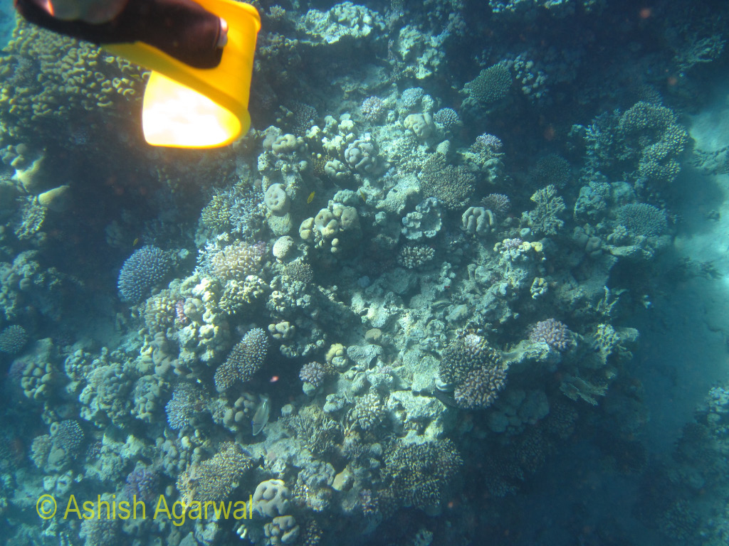 Twisted flipper in front of a section of coral reef in the Ras Muhammad marine park in the Red Sea in Egypt