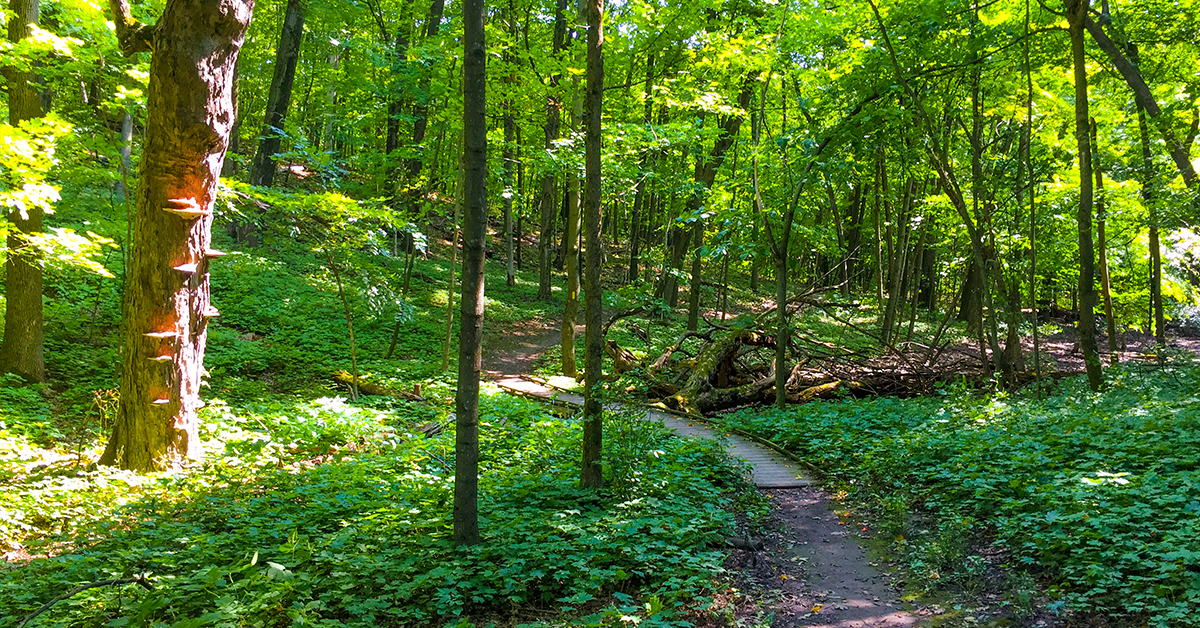 Trail Banner