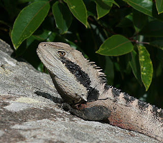 https://commons.wikimedia.org/wiki/File:Eastern_Water_Dragon_Clontarf.jpg