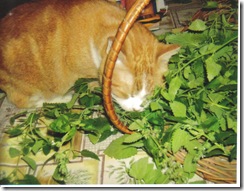 rumbleyandcatnip