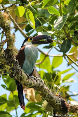 Tucán pico negro Andigena nigrirostris