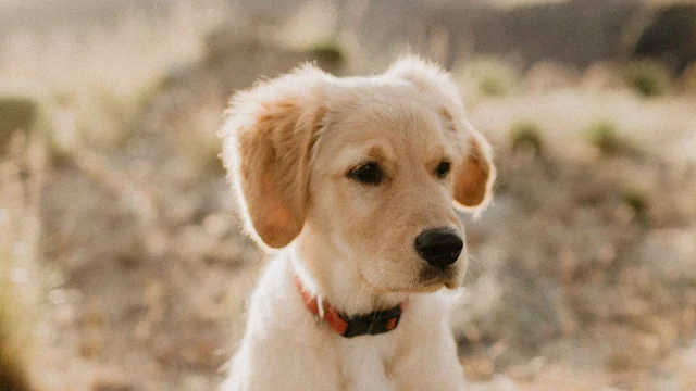 Wallpaper Dog, Puppy, Golden Retriever