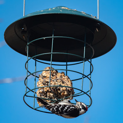 Hairy Woodpecker, Bob Jones Nature Center