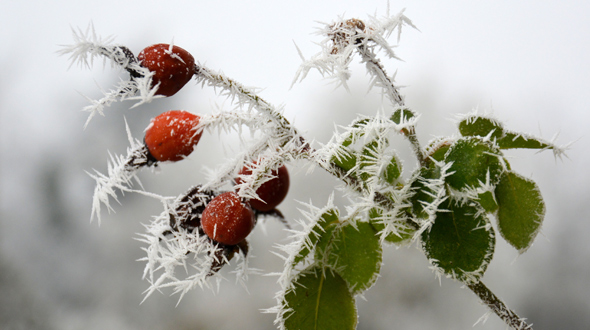 Evergreen plant in garden freezing temperatures