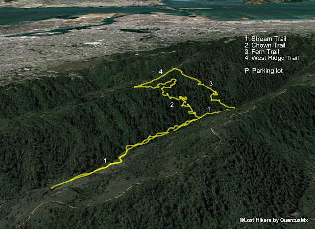 Redwood Regional Park - Chown Fern Loop Hike