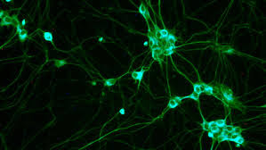 Hundreds Cancer Cells Appear Every Day
