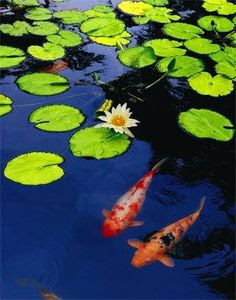 Identifying Fish Problems/Diseases In The Pond Before It’s Too Late