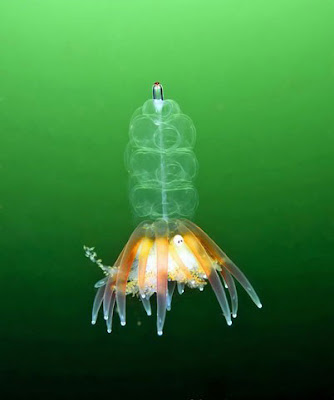 jellyfish_underwater