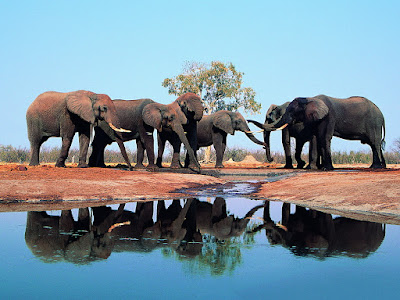 fotografía elefantes caminando en riachuelo 