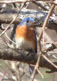 Eastern Bluebirds