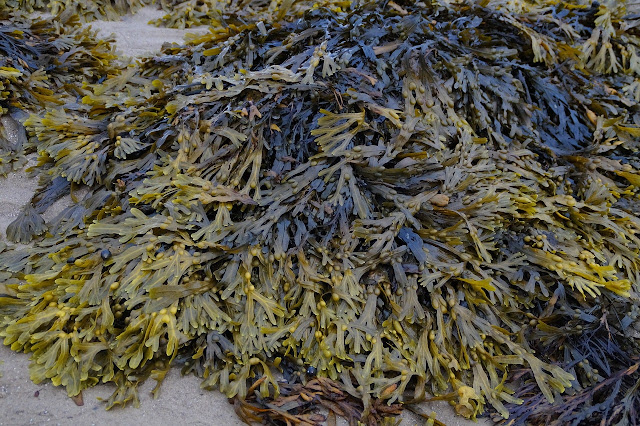 Les algues un formidable engrais naturel