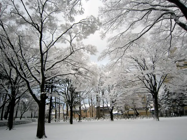 青空と雪の花