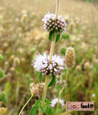 fiore Menta pulegio