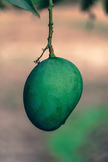 Mangos-All-You-Need-To-Know-About-Verieties-of-Mangos
