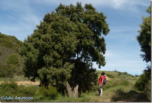 Enebro de Legardeta - Villatuerta
