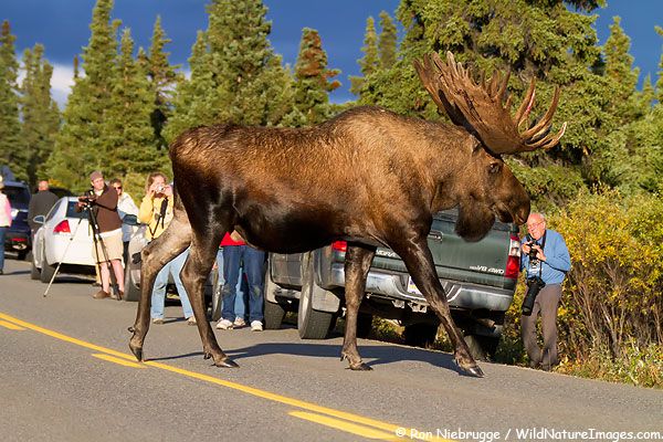 Guy Discovers Gigantic Moose Wandering The Streets Of Alaska At Midnight
