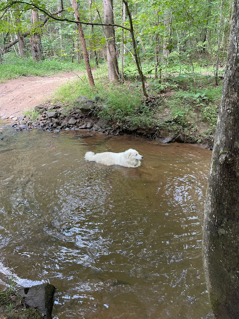 Maxi still cooling off in the water - no longer panting, but just chillin' looking around.