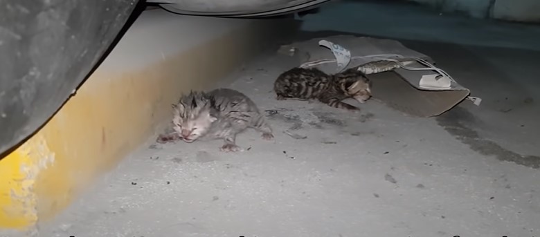 Two abandoned kittens are crying – Photo cut from video