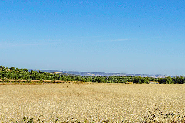 Campiña sevillana / Blanca Arias