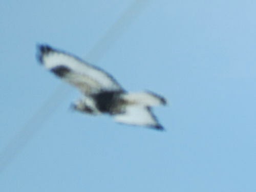 rough legged hawk