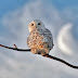 The Snowy Owl: