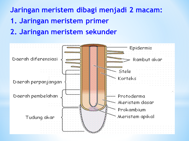 Pembagian Jaringan Meristem