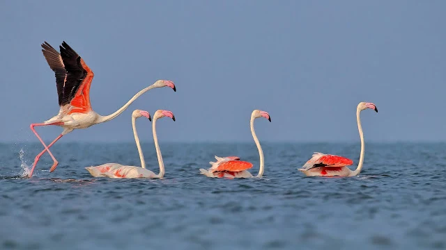 The Greater Flamingo, a large red, white, and black Bird in Chillika Lake Odisha