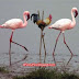 Flamingo Impersonator