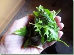 Winter Greens