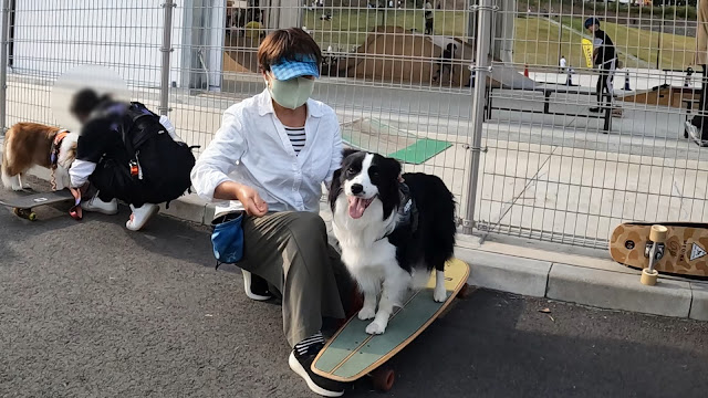 保護犬 ボーダーコリー トーマ 笠間芸術の森公園 かさまドッグマーケット スケートボード