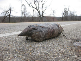 armadillo by road, dead, tennessee, cross country motorcycle trip, USA