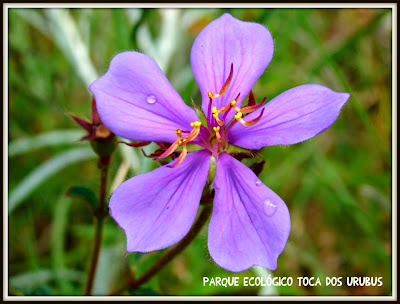 Toca-dos-urubus-baependi-Tibouchina-gracilis