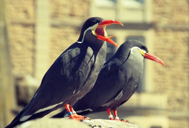 inca-tern-6