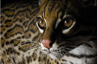 Savannah Cats Wallpapers