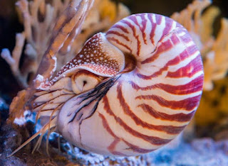 Animals That Start With N - Nautilus