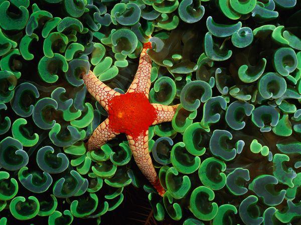 Necklace Sea Star starfish of Pacific Ocean