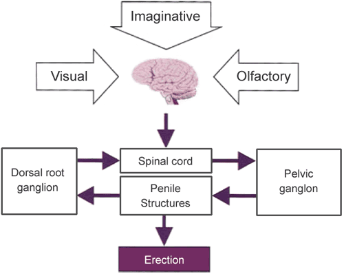 Penile erection is basically a spinal reflex controlled supraspinally, where erectile stimuli can he generated in response to visual, olfactory, and imaginative stimuli