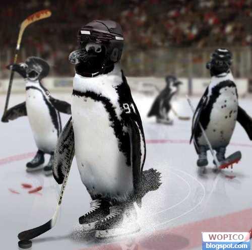 Penguin Hockey