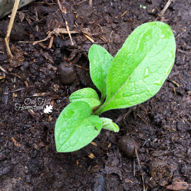 A small comfrey plant growing in soil