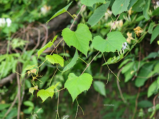 fox grape leaves, Vitis labrusca