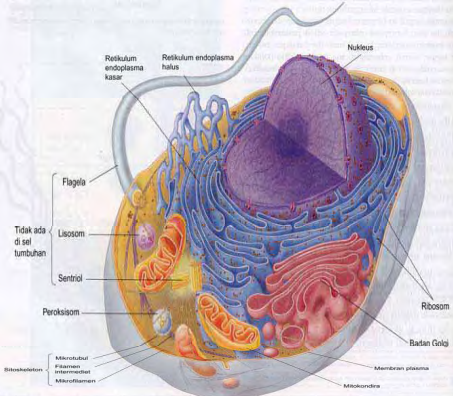 Struktur Sel  dan fungsi  sel  Hewan  Bersosial com