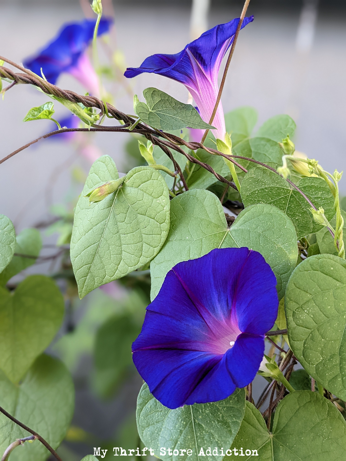 Join me for a virtual stroll through my late blooming fall garden!