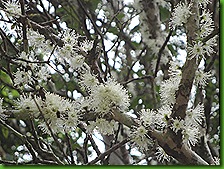 Jaboticabeira em flor 12 out 2011 001