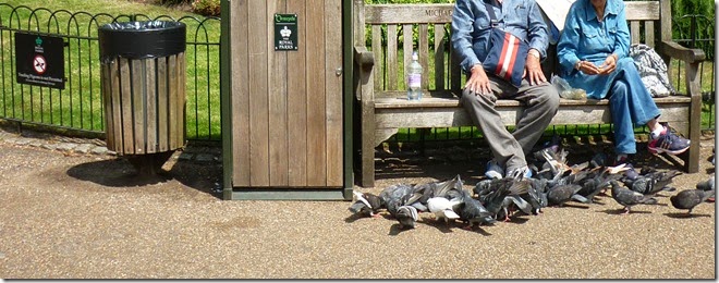 3 don't feed the pigeons