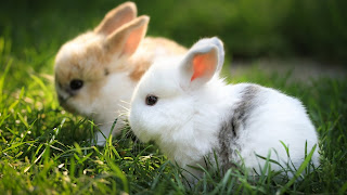 Cute Rabbit Wallpaper