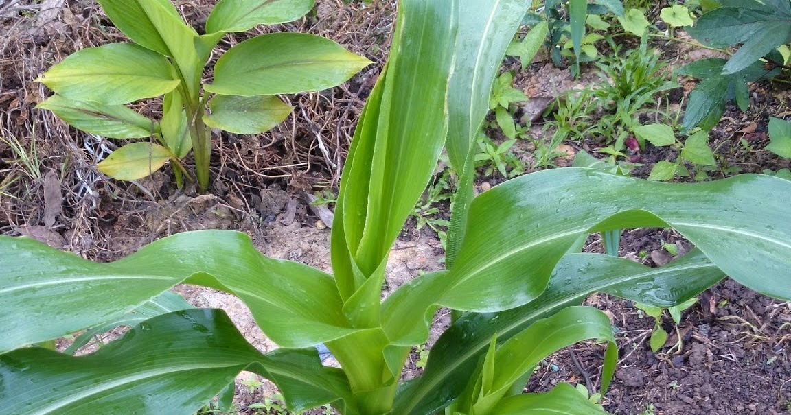 PANDUAN DAN CARA MENANAM BENIH JAGUNG ~ Kebun Di Belakang 