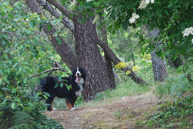 Boyero de Berna en medio de un bosque