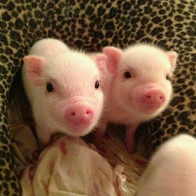 Funny animals of the week - 21 March 2014 (40 pics), funny animal pictures, two cute mini pigs
